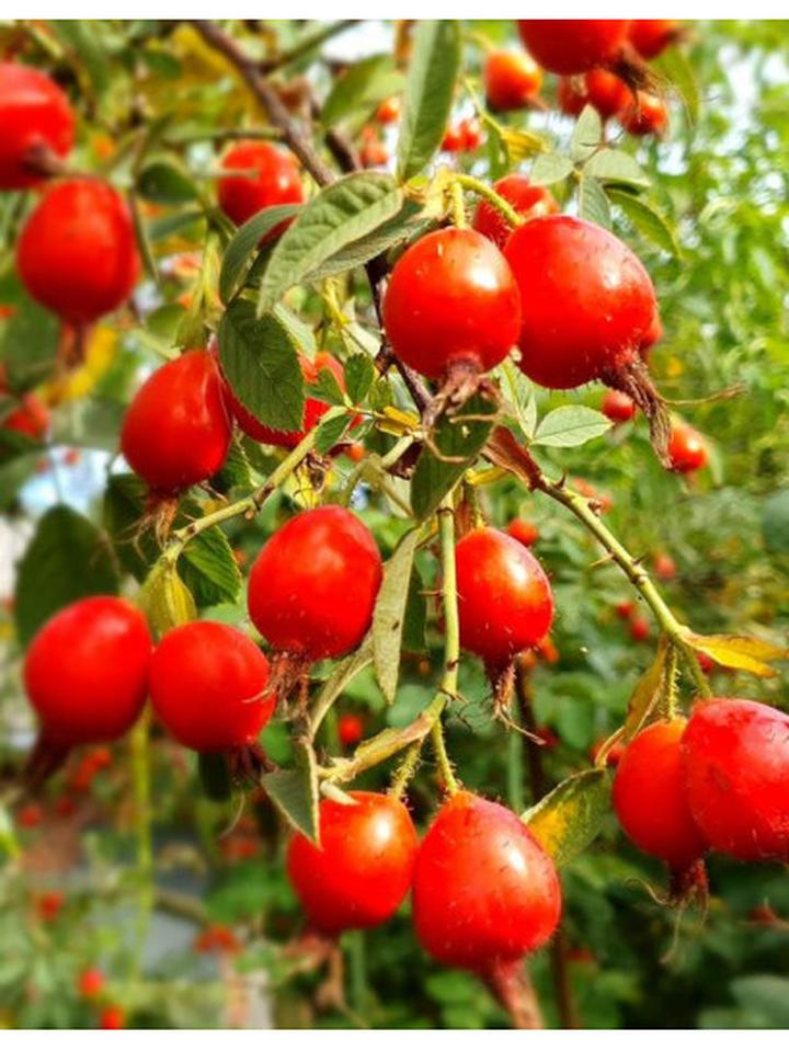 Pielęgnacja róży jabłkowatej w ogrodzie