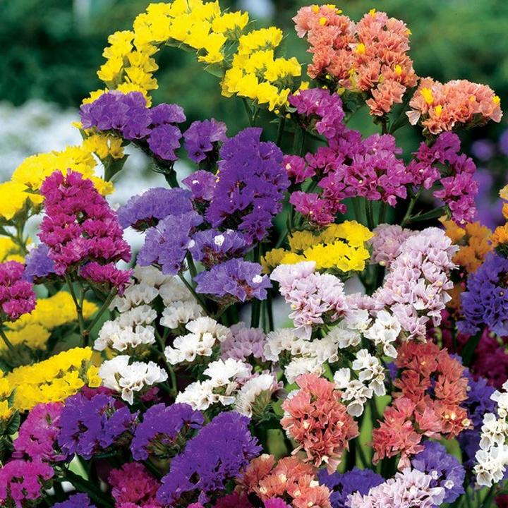 Pielęgnacja zatrwianego