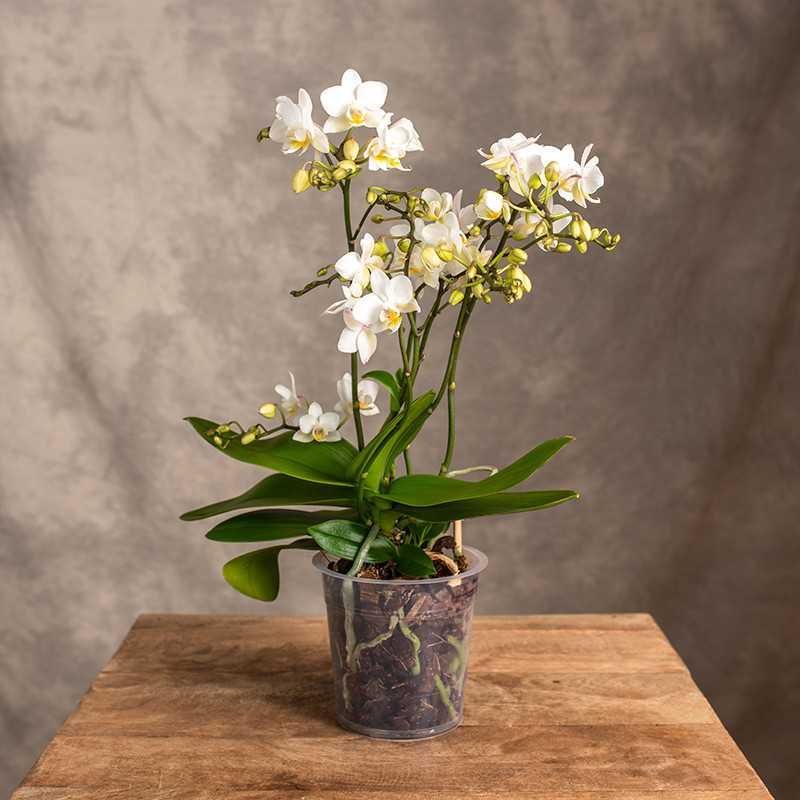 Podlewanie storczyków