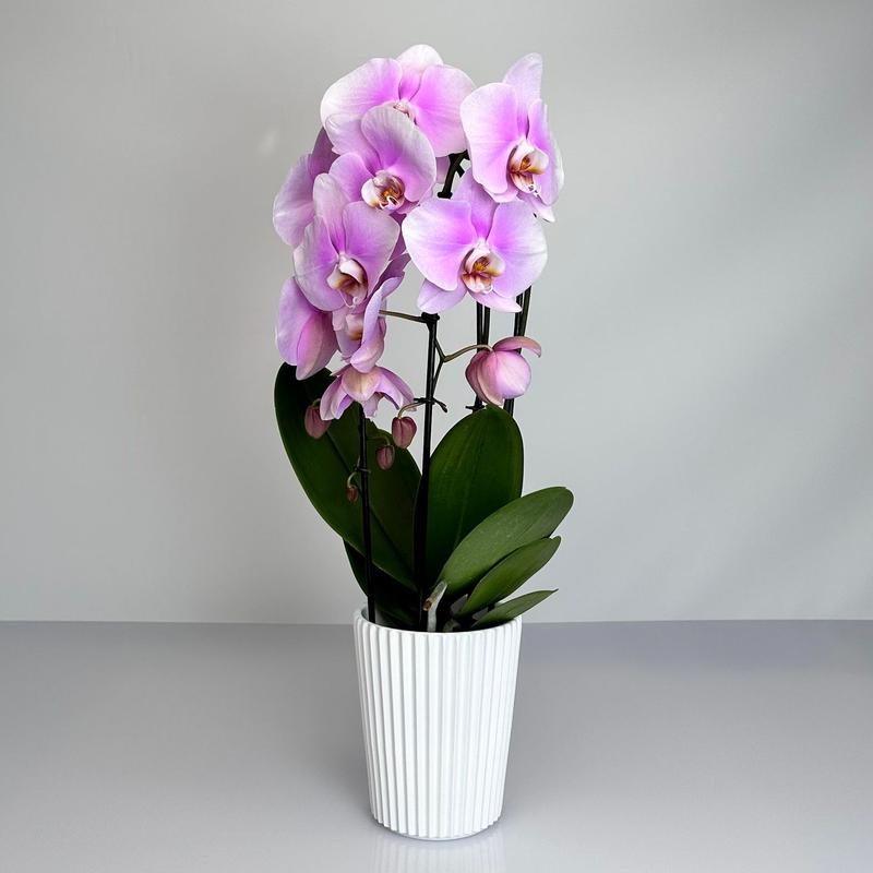 Podłoże do storczyków