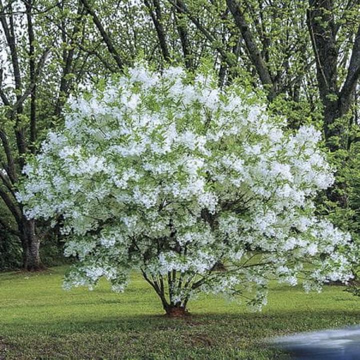 Przygody zimowe ze śniegowcem