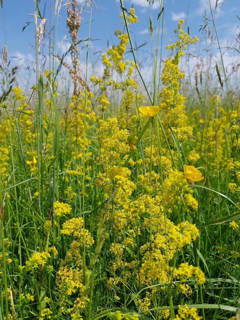 Przytulia w designie ogrodu