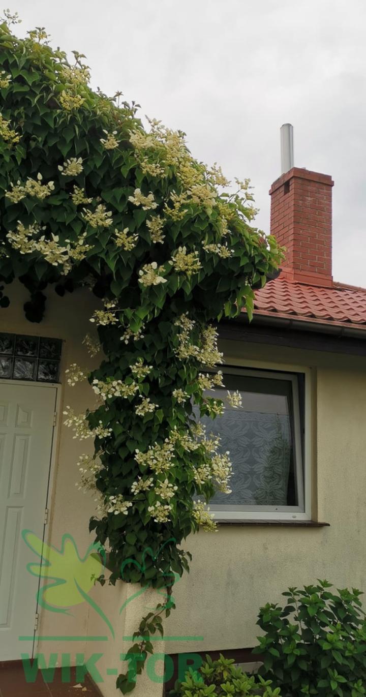 Rodzaje przywarek japońskich