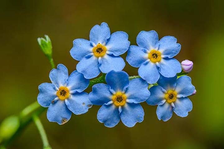 Roślina miododajna i pszczoły