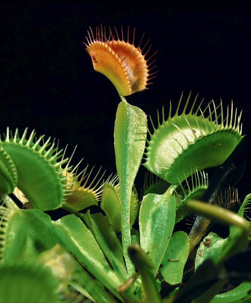 Rośliny mięsożerne i ich drapieżność