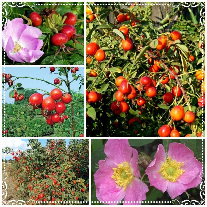 Rozpoznawanie róży jabłkowatej