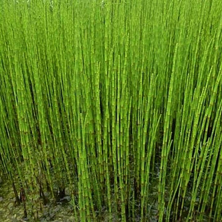 Skrzyp błotny ekologia i bioróżnorodność