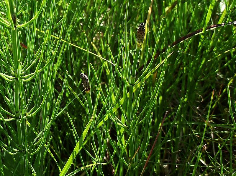 Skrzyp błotny składniki odżywcze i dieta