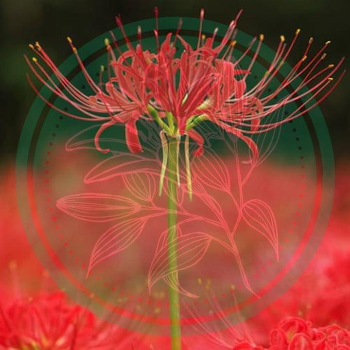 Symbolika pajęczej lilii w kulturze