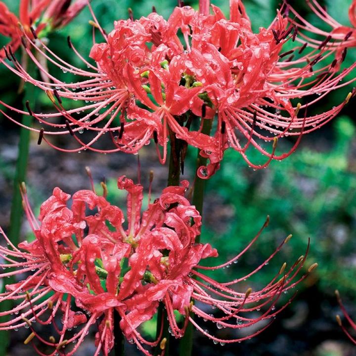 Tajemnice biologiczne pajęczej lilii