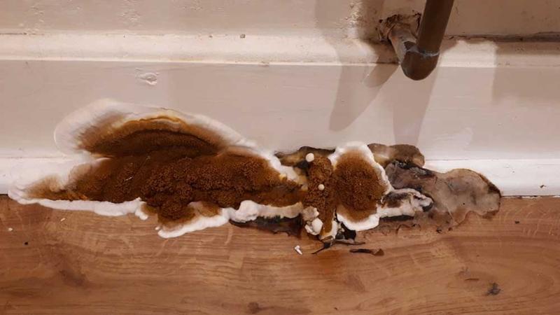 Warunki życia stroczka domowego