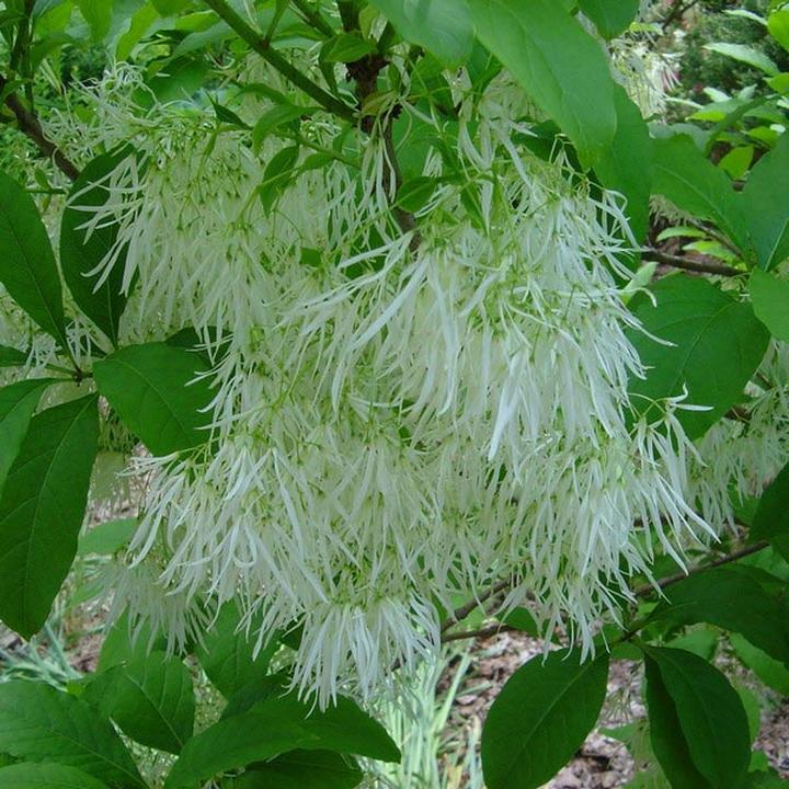 Wędrówki zimowe ze śniegowcem