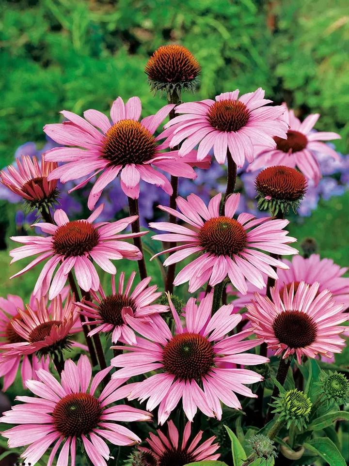 Właściwości jeżówki purpurowej