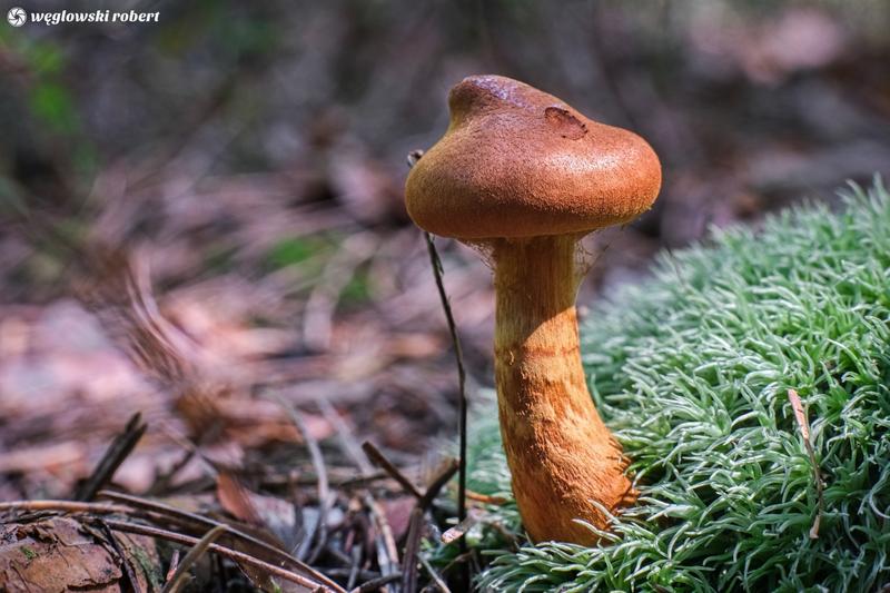 Właściwości zdrowotne zasłonaka rudego