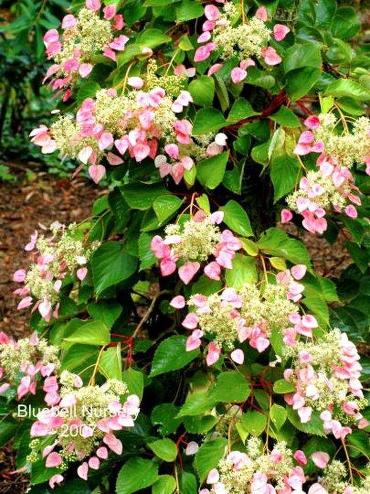 Wybór przywarki japońskiej