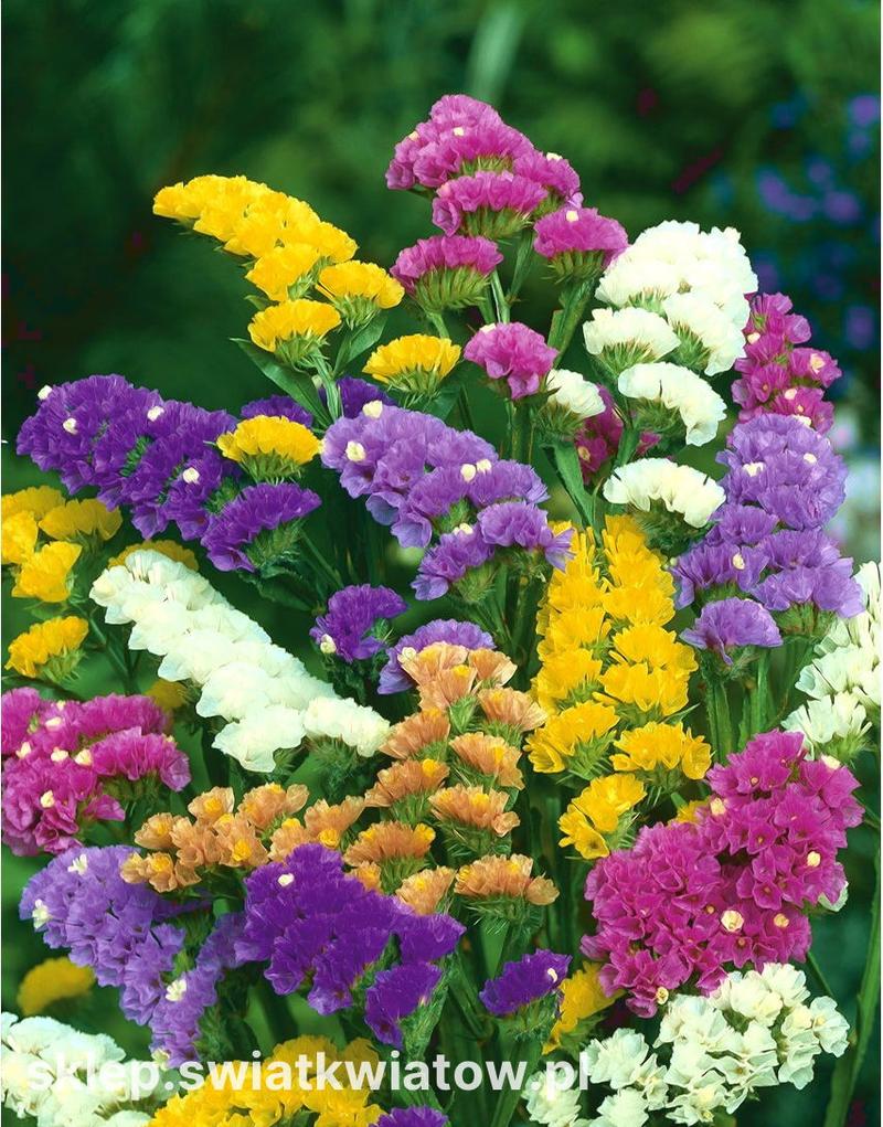 Zatrwiany w ogrodzie