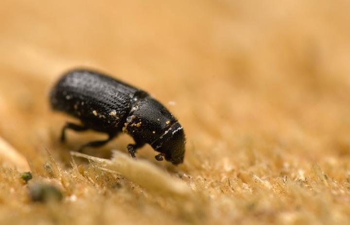 Zwalczanie szkodników sosny w ogrodzie