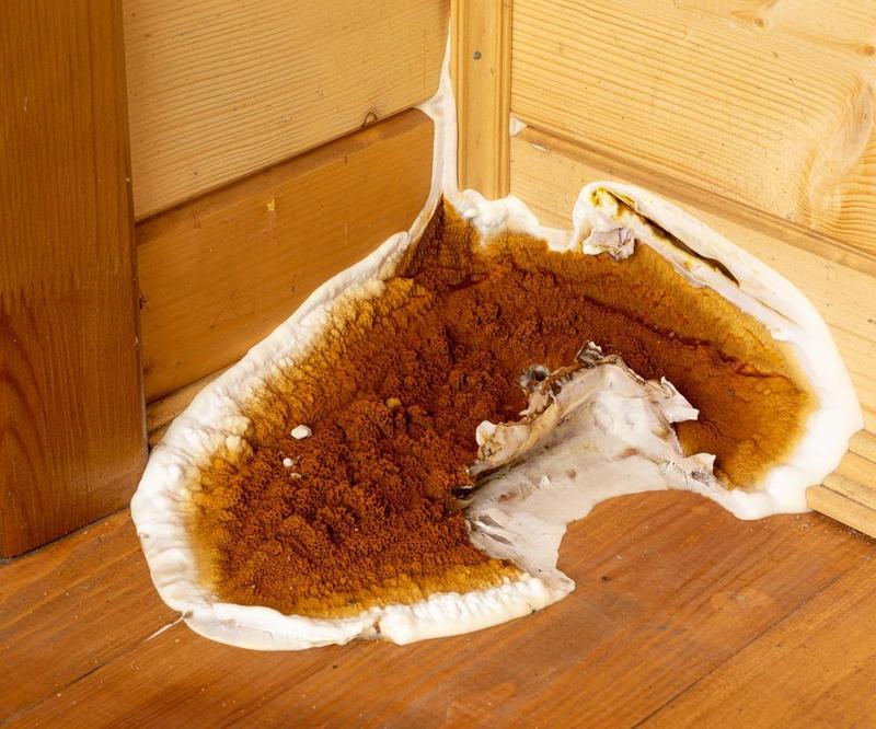 Żywienie stroczka domowego