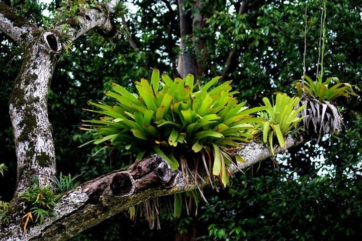 Ciekawe oblicze epifitów – jak rośliny te zmieniają nasze spojrzenie na naturę