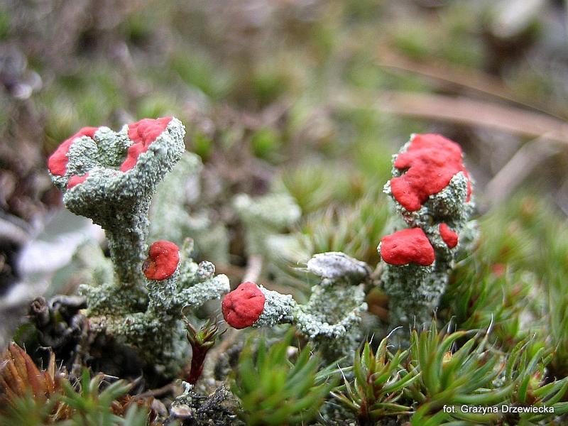 Cudowny świat chrobotka koralkowego – dlaczego warto go odkryć?