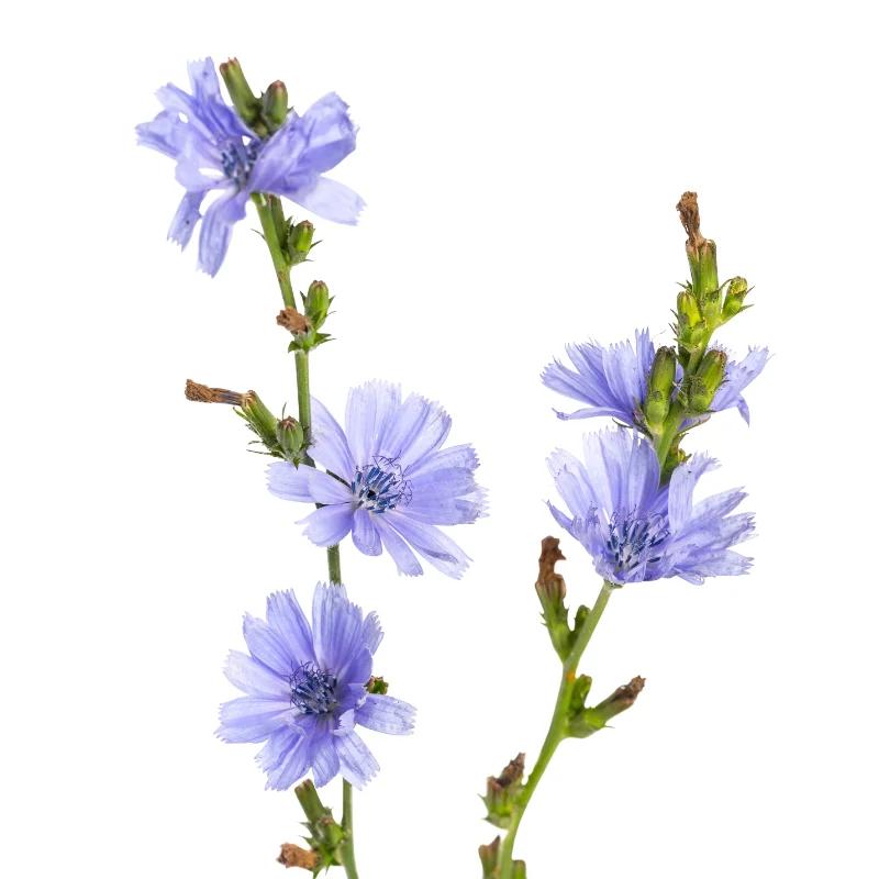 Cykoria podróżnik: odkryj jej niepowtarzalne właściwości i zastosowania