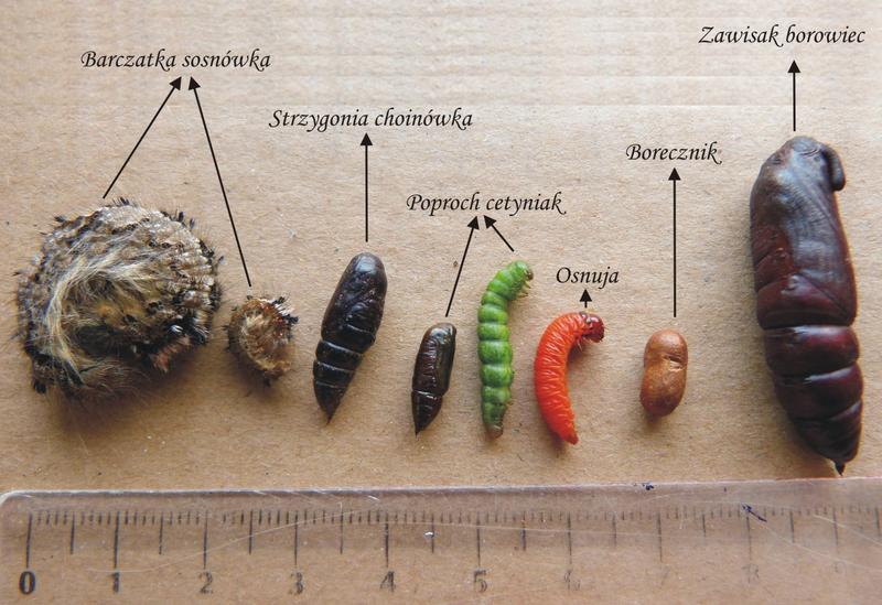 Jak skutecznie zwalczać szkodniki sosny w ogrodzie?
