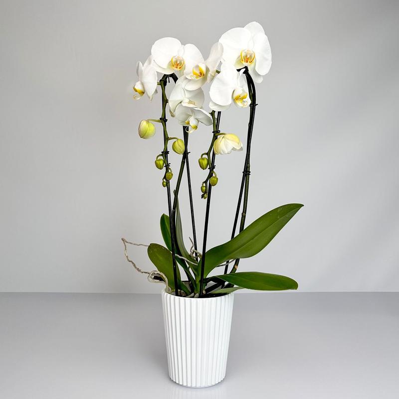 Jak zadbać o zdrowe korzenie storczyka w domowej hodowli?