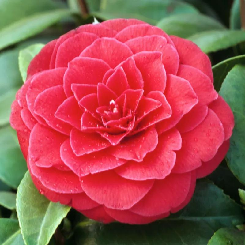 Kamelia – kwiat, który odmieni Twój ogród na wiosnę