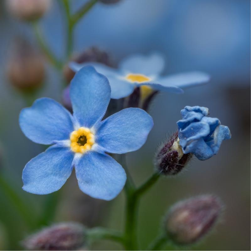 Niezapominajka – mały kwiat, który skradnie Twoje serce