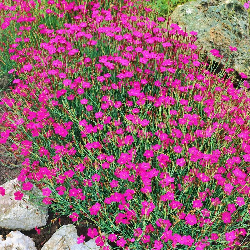 Odkryj piękno goździka kropkowanego – kwiat, który zachwyca w każdym ogrodzie