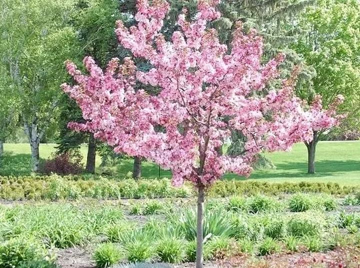 Odkryj piękno migdalowca – rośliny pełnej smaku i aromatu