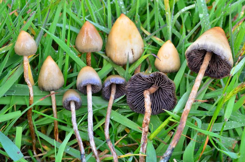 Odkryj tajemnice psilocybe semilanceata: grzyby, które zmieniają postrzeganie rzeczywistości
