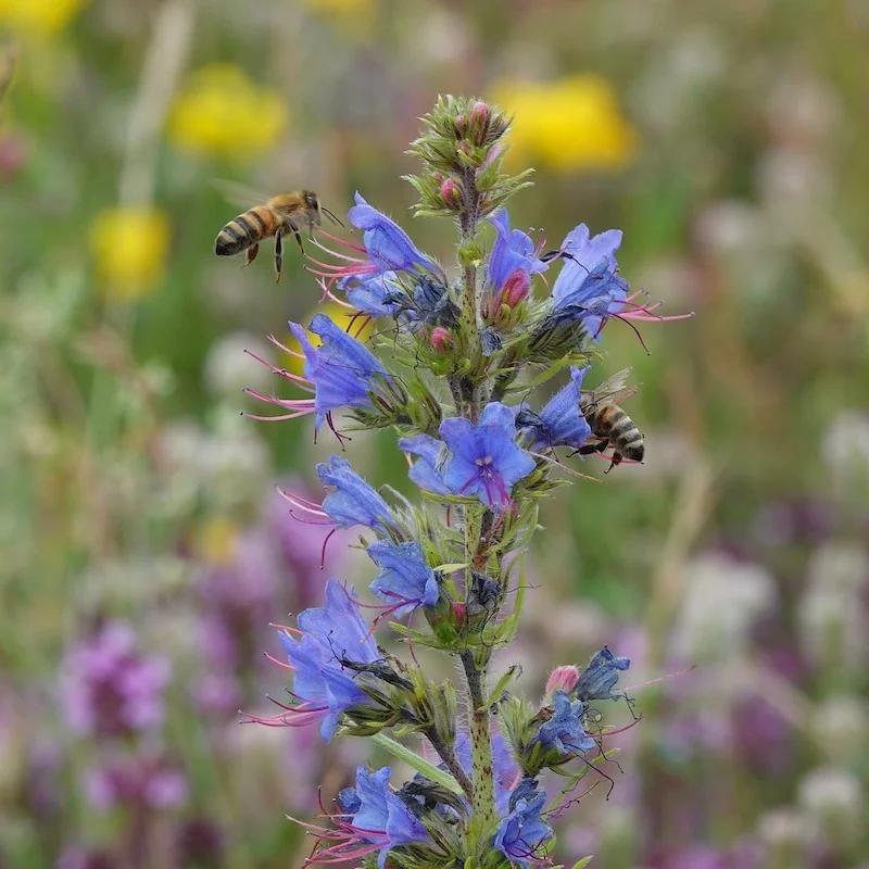 Sekrety zmijowca zwyczajnego – fascynujący świat niepozornego węża