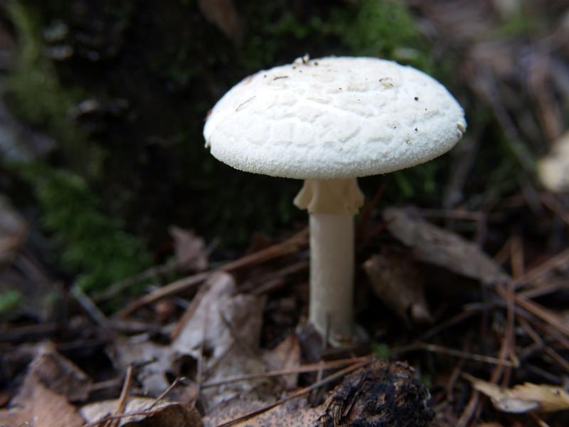 Tajemnice muchomora królewskiego – niezwykły grzyb w polskich lasach