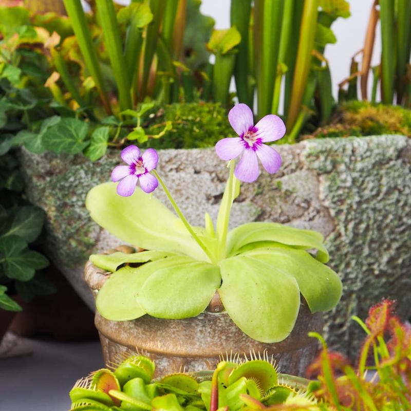 Tłustosz – jak zadbać o tę niezwykłą roślinę w Twoim domu?