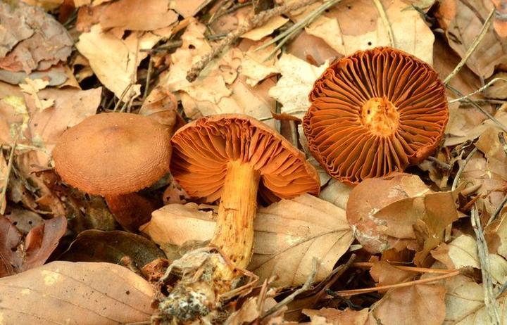 Zaslonak rudy – fascynujący świat rzadkich grzybów w polskich lasach