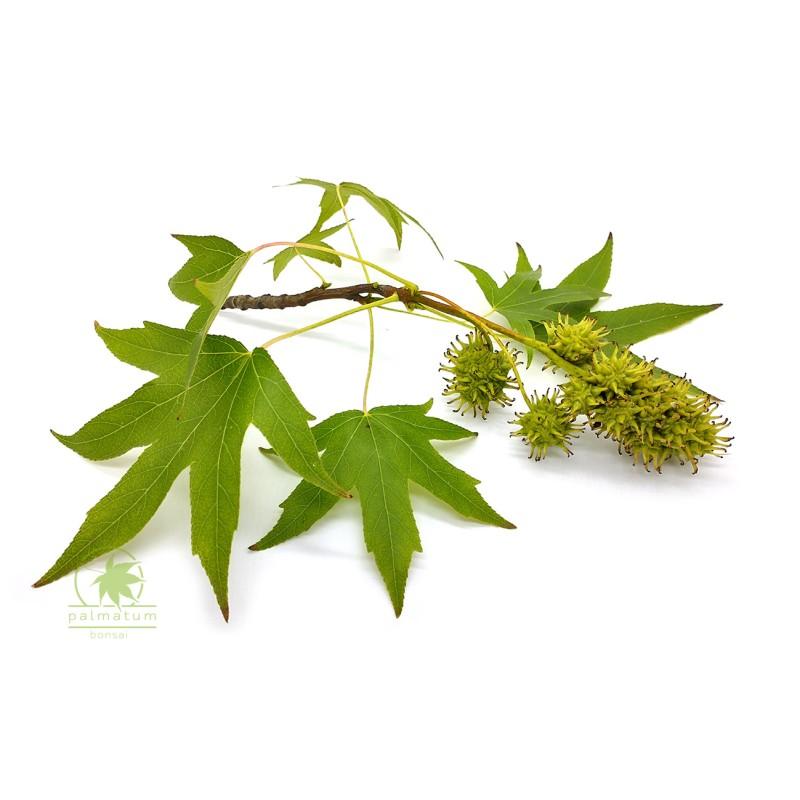 Ambrowiec kosmetyki i pielęgnacja