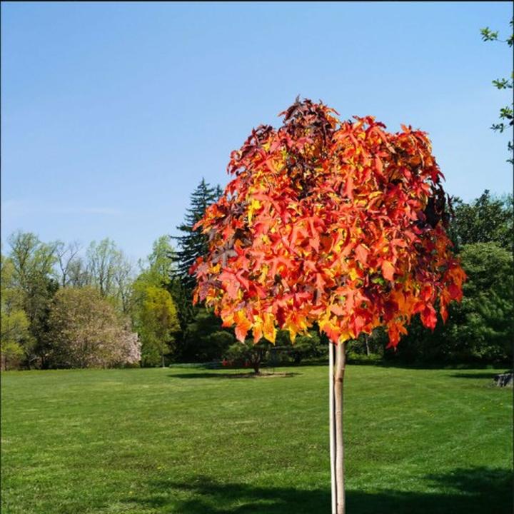 Ambrowiec medycyna naturalna badania