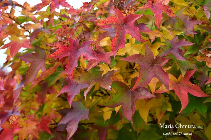Ambrowiec właściwości i zastosowania