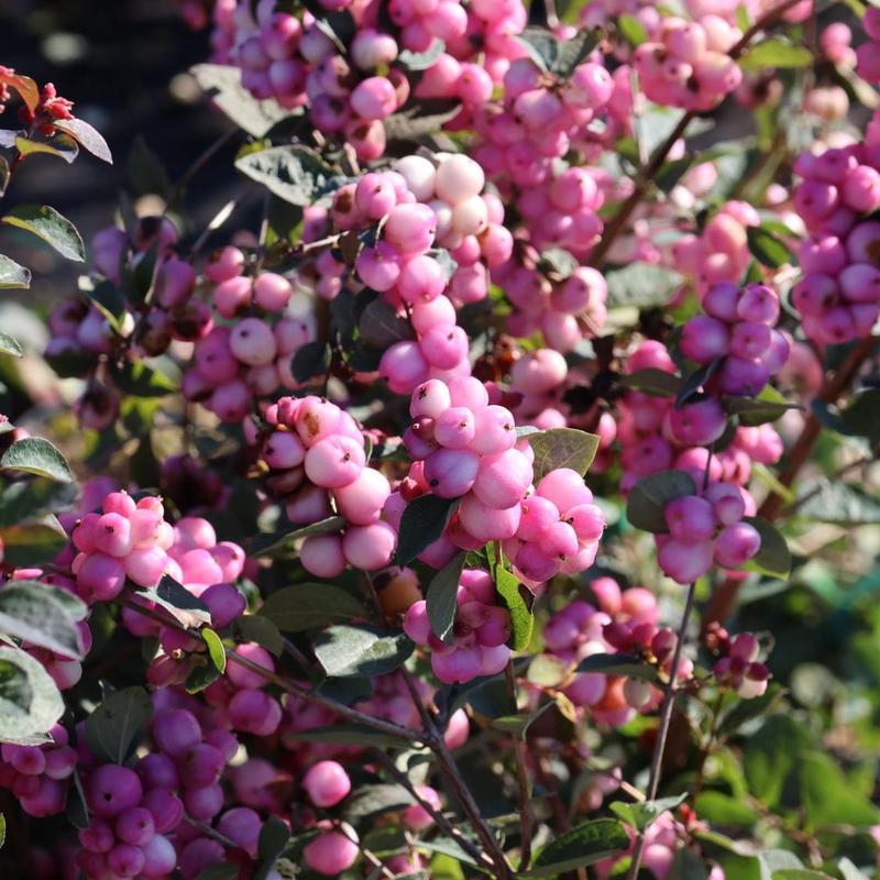 Baśniowe postacie i mieszkańcy krainy