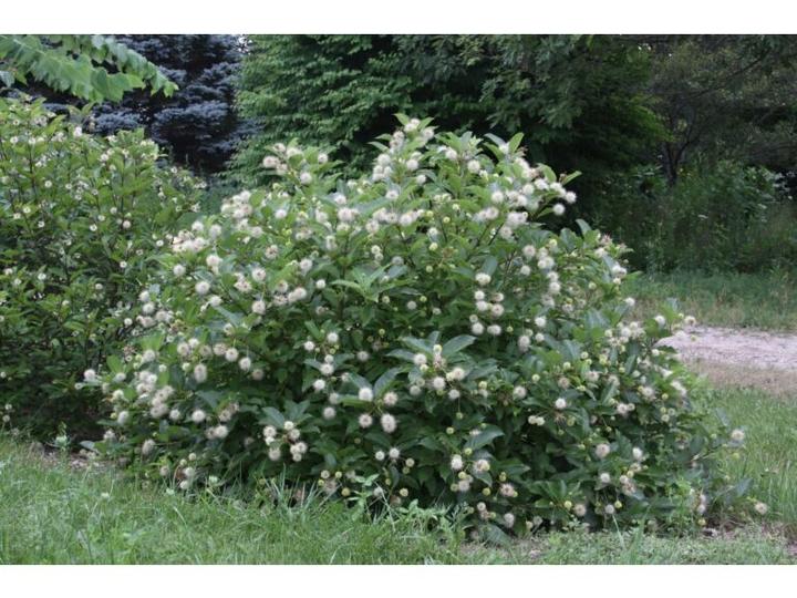 Bioróżnorodność w ogrodzie