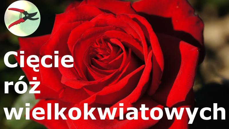 Cięcie róż wiosną