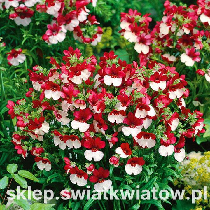 Dynamika zgody i konfliktu