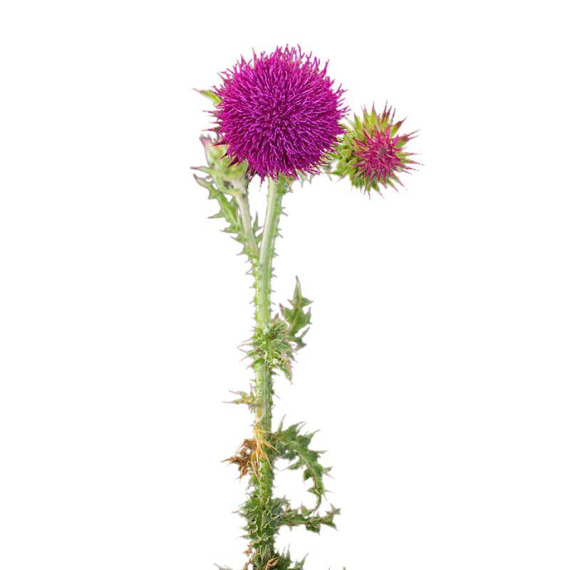 Ekologiczna uprawa osetu