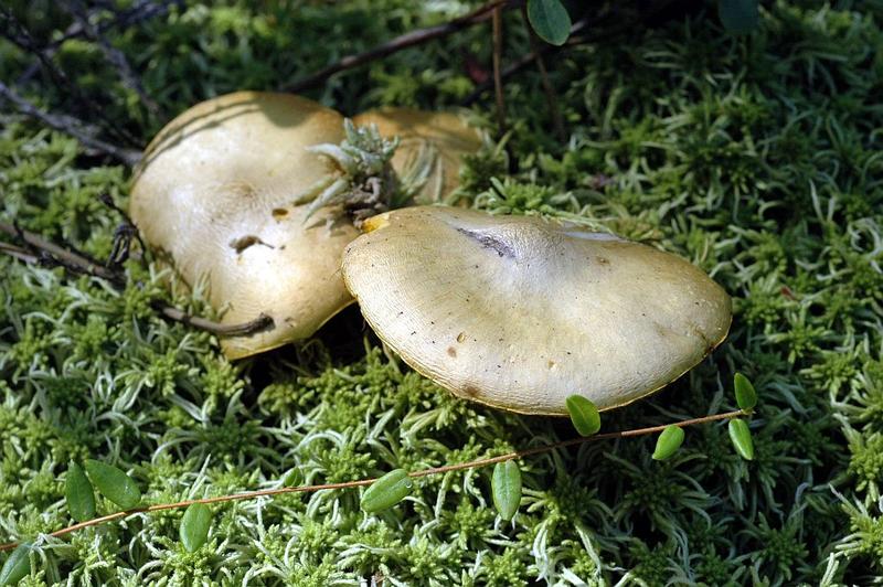 Ekosystem i siedlisko maślaka błotnego