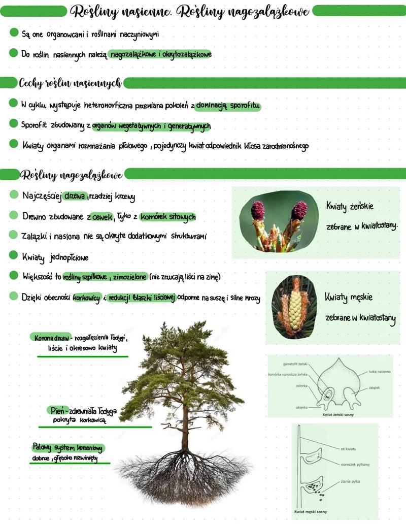 Ewolucja nagonasiennych
