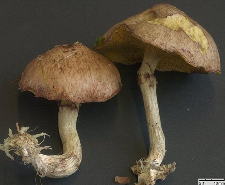 Grzyby jadalne i lecznicze