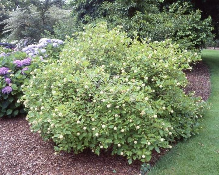 Guzikowiec zachodni w ogrodzie