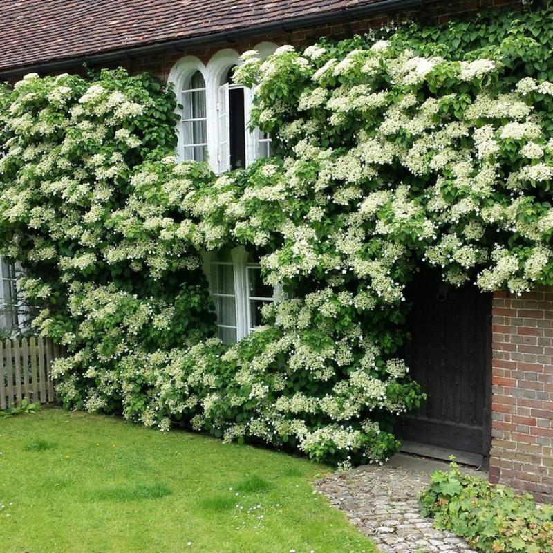 Hortensja pnąca w ogrodzie