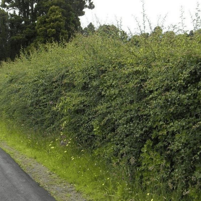 Innowacje i technologie w uprawie głogu